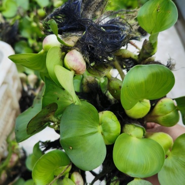 水葫芦、凤眼莲浮水生长、生长迅速造景美化环境