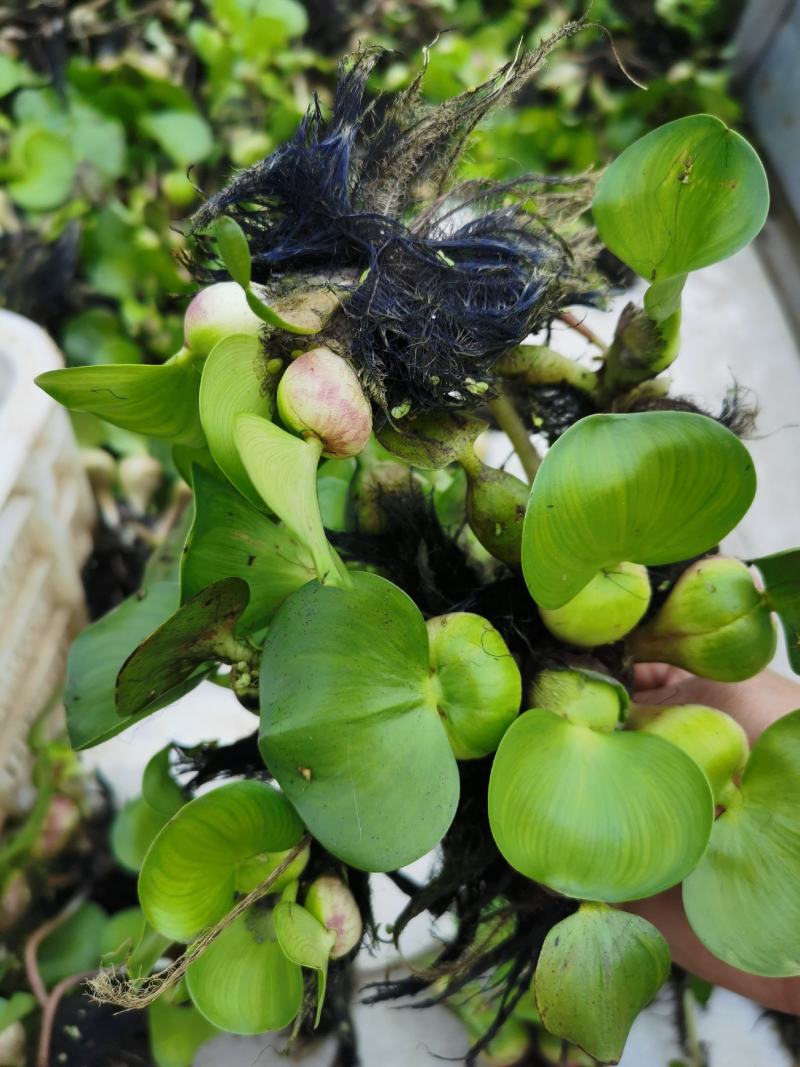 水葫芦、凤眼莲浮水生长、生长迅速造景美化环境