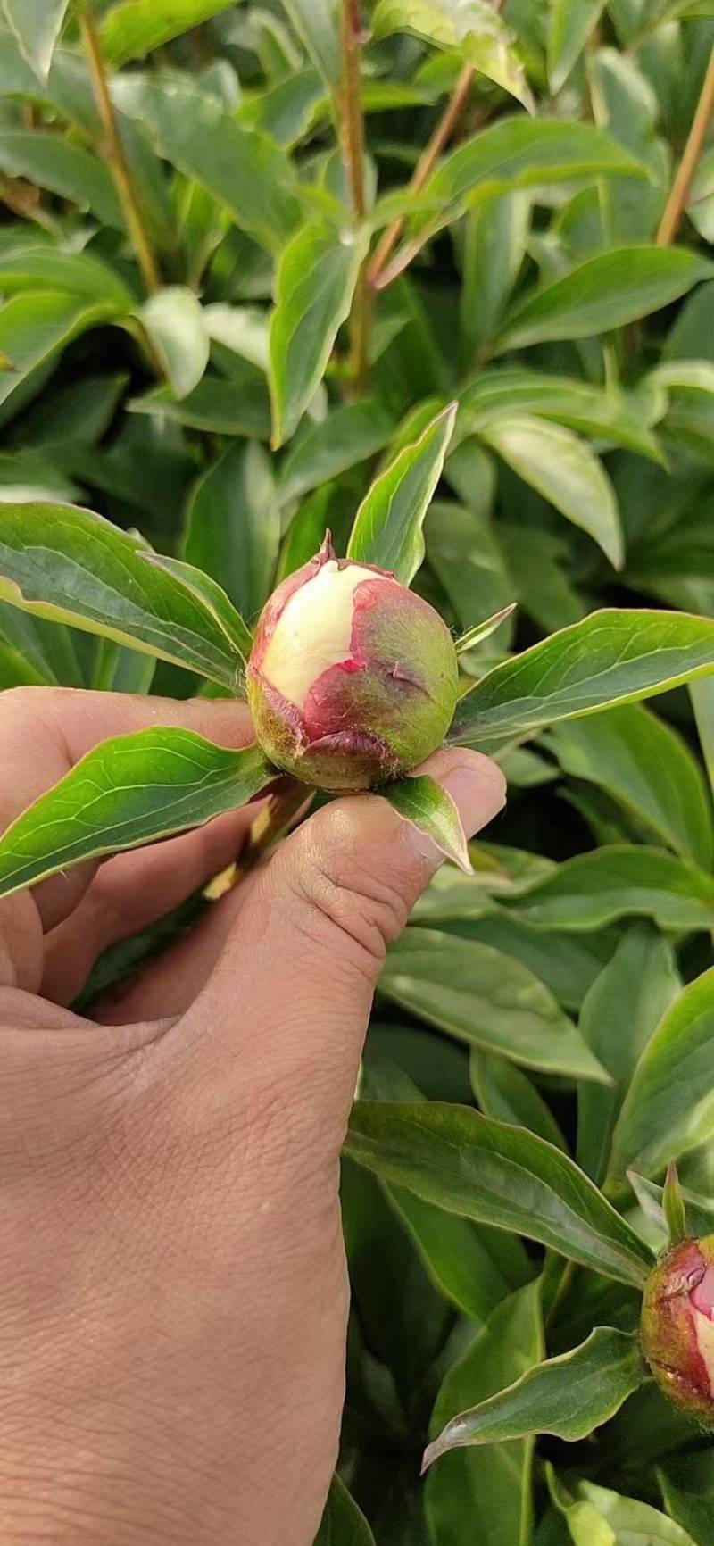 芍药花切花鲜花，需要的联系我批发