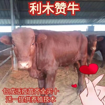 利木赞牛犊肉牛犊育肥牛犊免费运输货到付款包回收