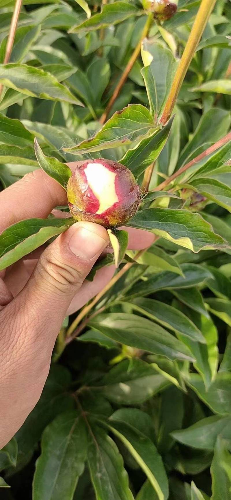 芍药花切花鲜花，需要的联系我批发