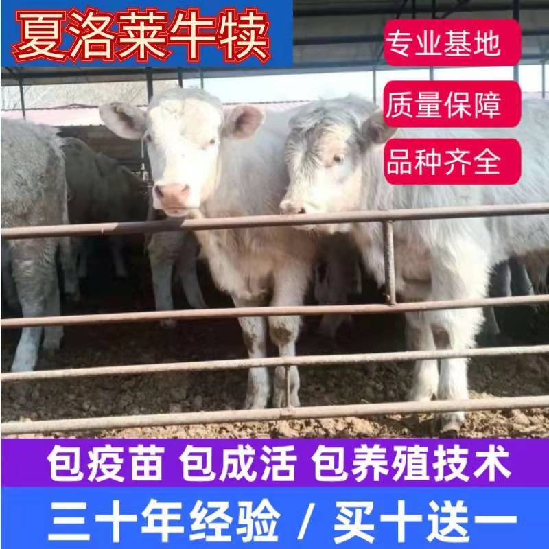 夏洛莱牛犊肉牛犊牛犊优质牛犊买十头送一头包回收包技术