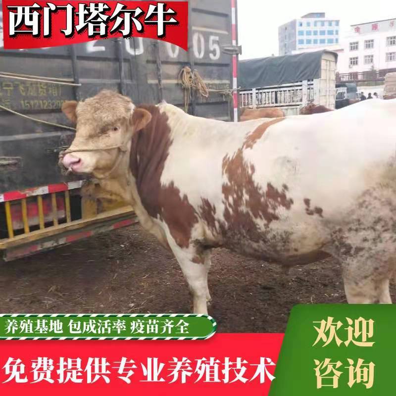 西门塔尔牛犊肉牛犊育肥牛犊公牛犊免费运输优质场