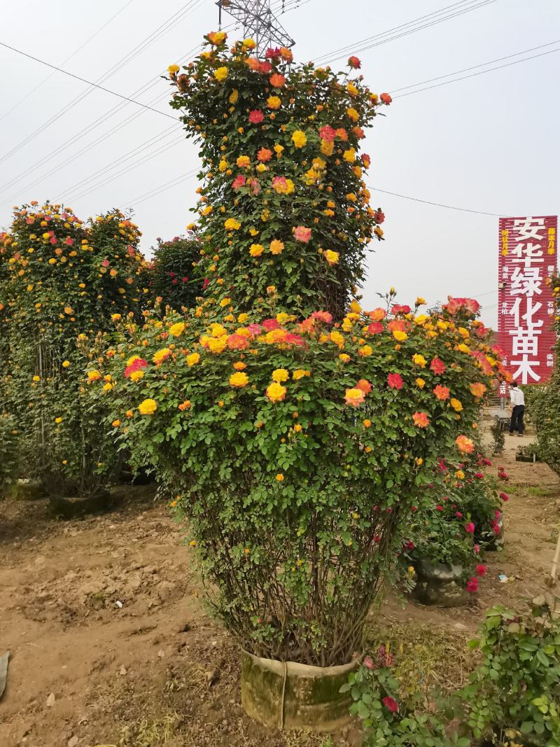 月季工程苗月季量大优惠成活率高