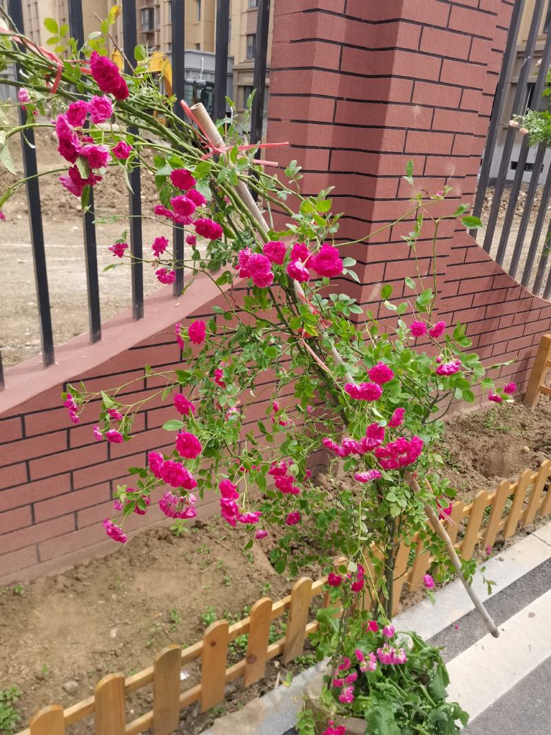 月季工程苗月季量大优惠成活率高