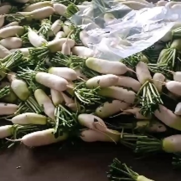 甘肃大棚绿萝卜大量上市有需要的老板随时欢迎联系