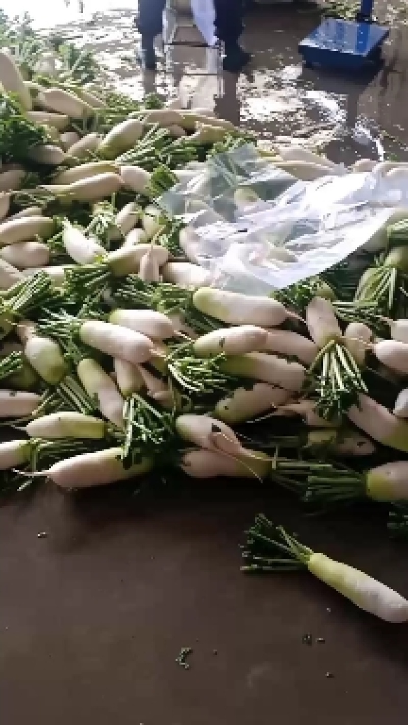 甘肃大棚绿萝卜大量上市有需要的老板随时欢迎联系