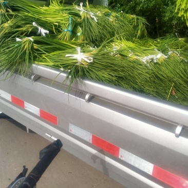 蒜苔正在大量上市中，有要的朋友赶紧联系