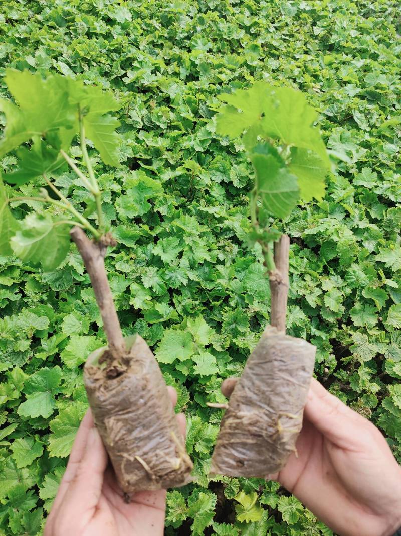 河北营养袋克伦生葡萄苗嫁接葡萄苗基地发货包成活