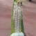 贵州万糯2000水果玉米太阳花大量供应