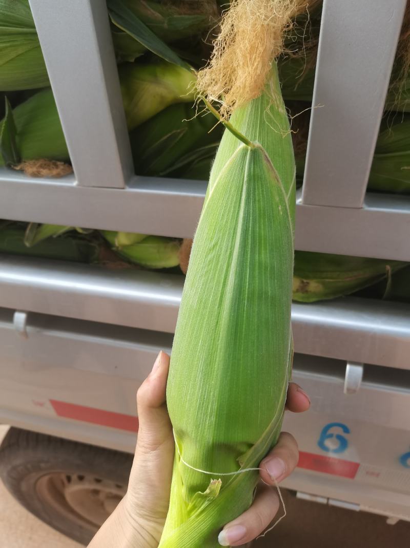 贵州万糯2000水果玉米太阳花大量供应