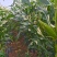 贵州万糯2000水果玉米太阳花大量供应