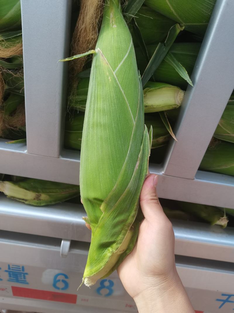 贵州万糯2000水果玉米太阳花大量供应