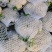 湖北菜花有机松花菜白面青青梗在线看货线上交易