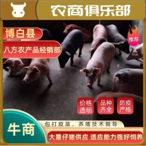 常年供应:优质仔猪，三元仔猪，疫苗齐全，保证健康