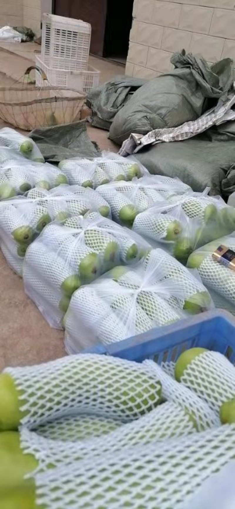 湖北荆州瓠子瓜大量上市了，欢迎各位老板订购
