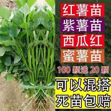 红薯苗地瓜秧批发种植新品种西瓜红紫薯蜜薯龙九苗现挖现发高