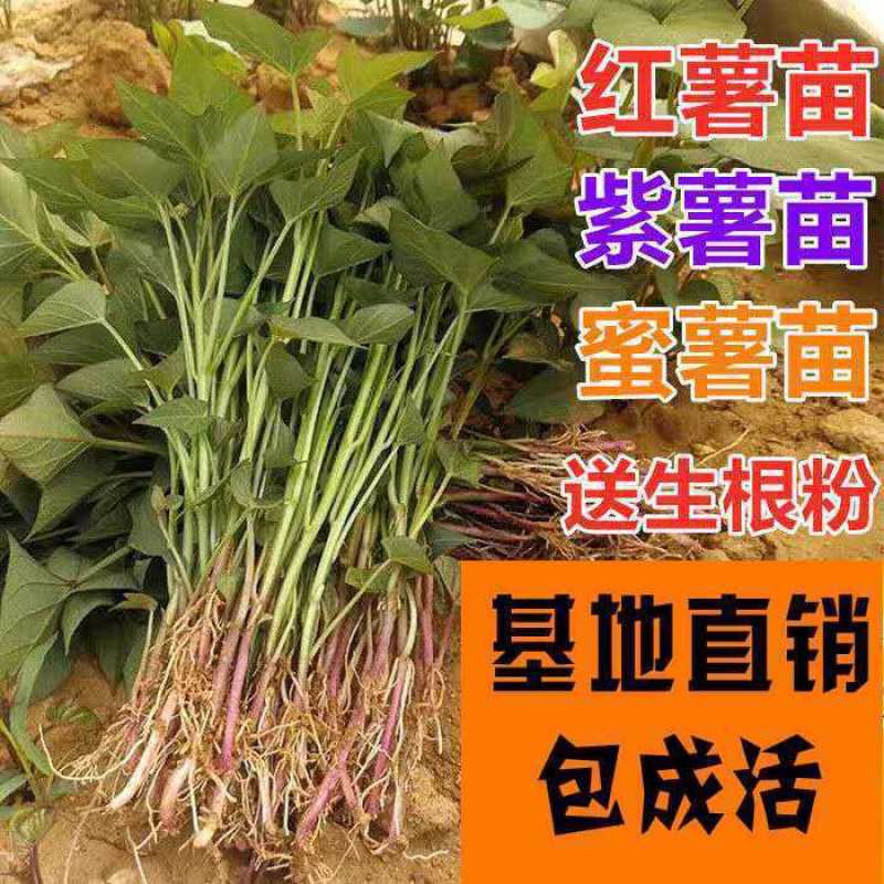 红薯苗地瓜秧批发种植新品种西瓜红紫薯蜜薯龙九苗现挖现发高