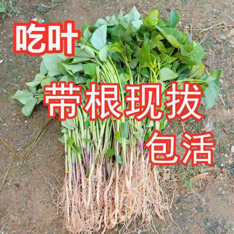 红薯苗地瓜秧批发种植新品种西瓜红紫薯蜜薯龙九苗现挖现发高