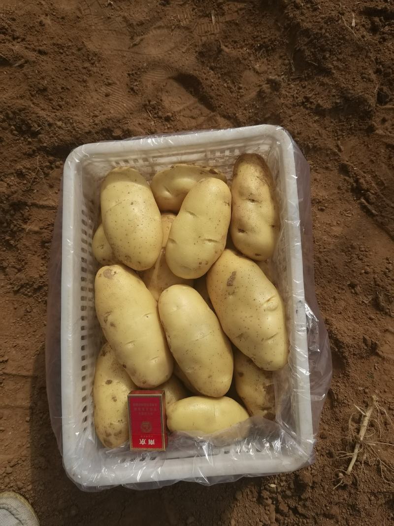 现货荷兰十五土豆商超专攻欢迎选购精品货源对接全国