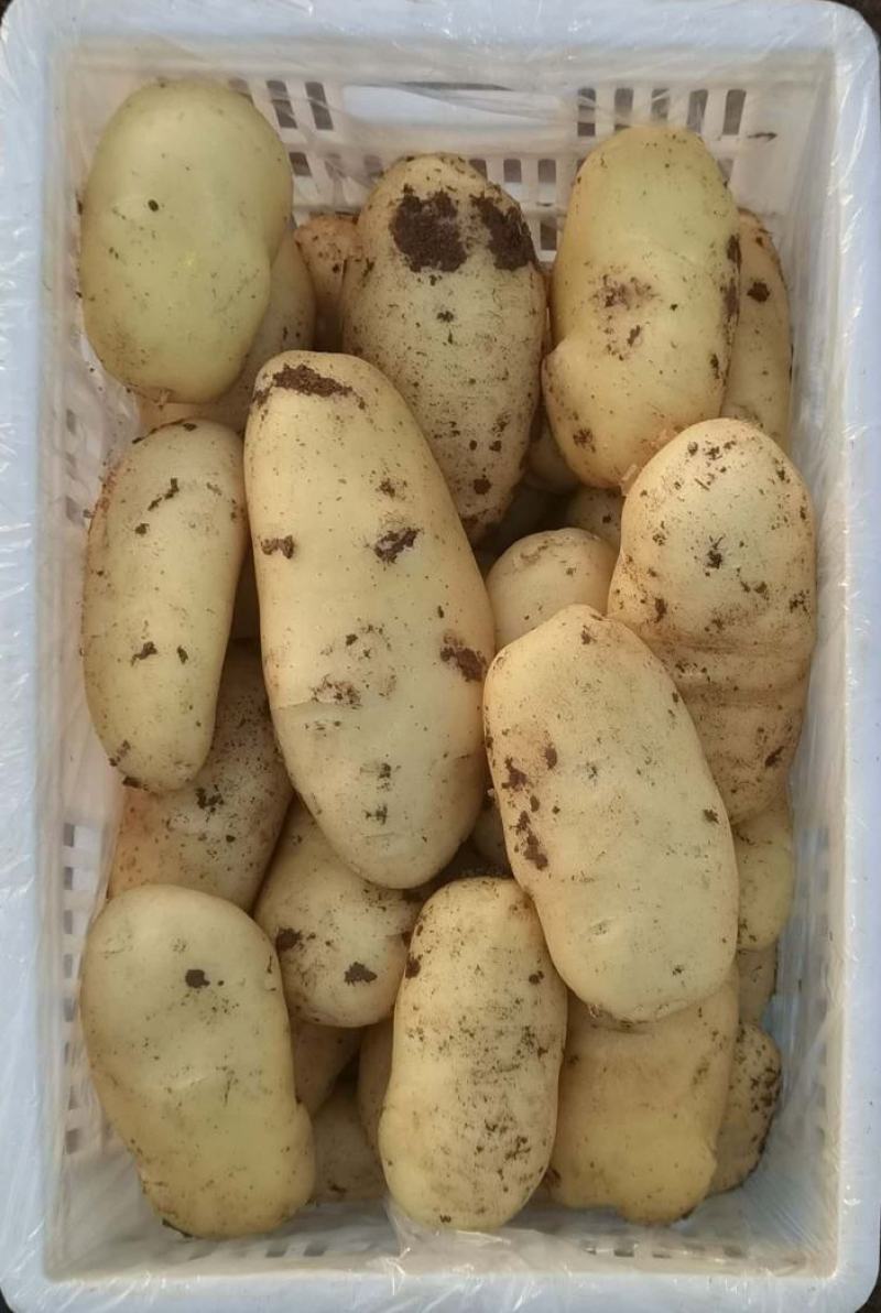 现货荷兰十五土豆商超专攻欢迎选购精品货源对接全国