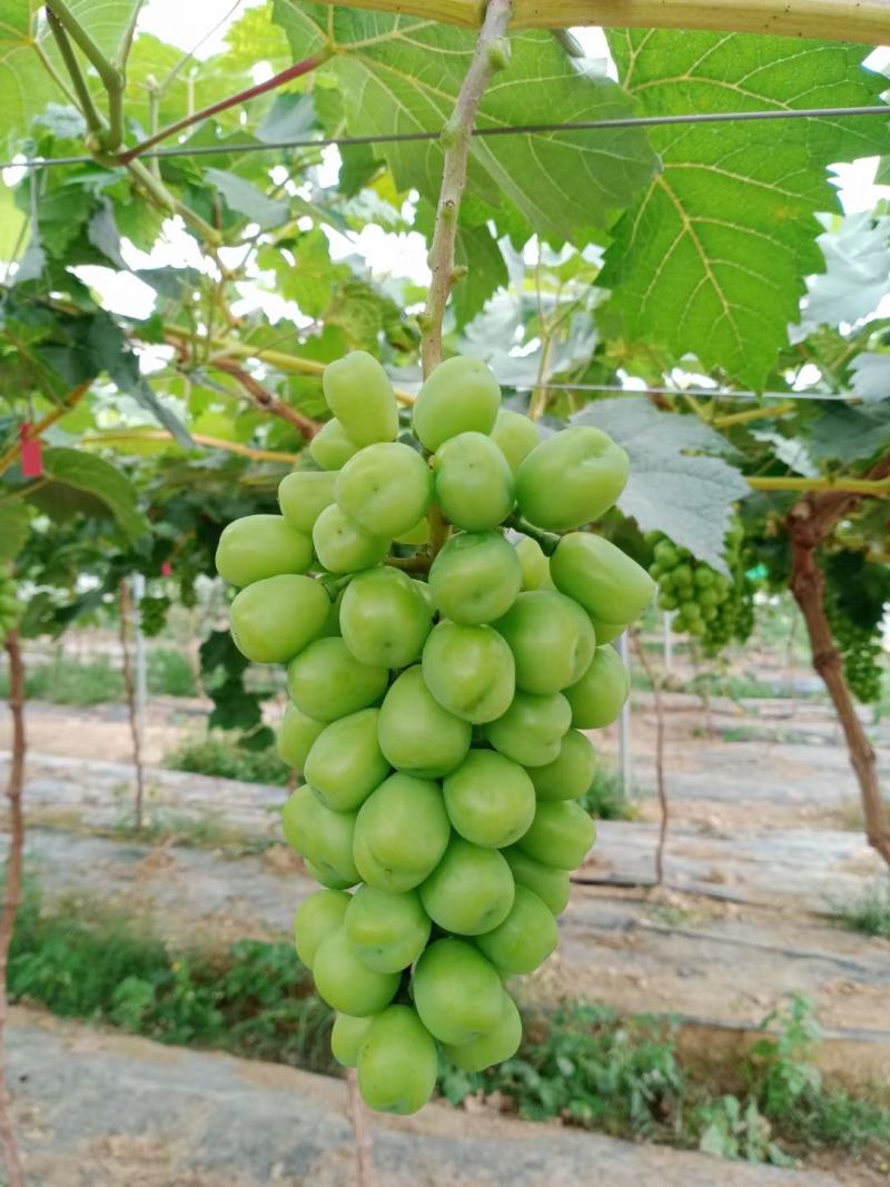 阳光玫瑰