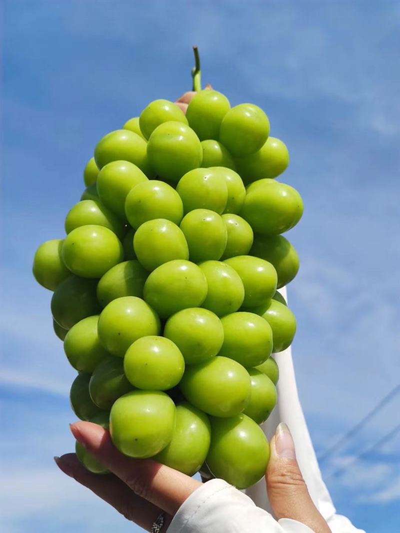 阳光玫瑰