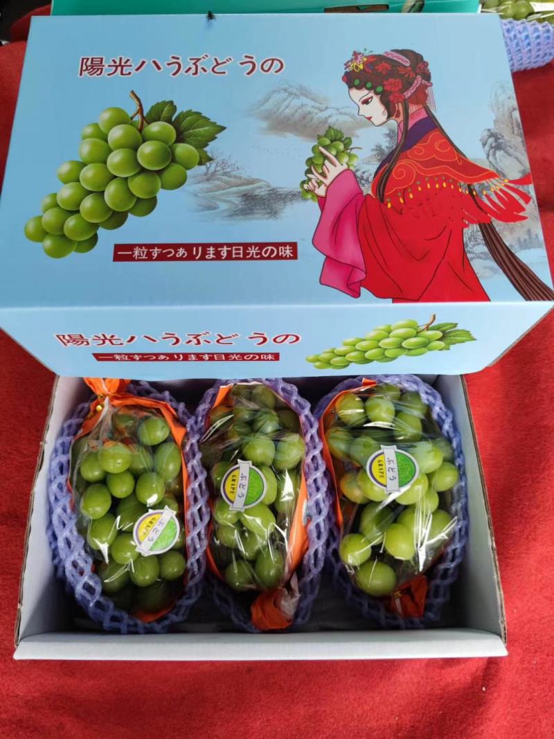阳光玫瑰