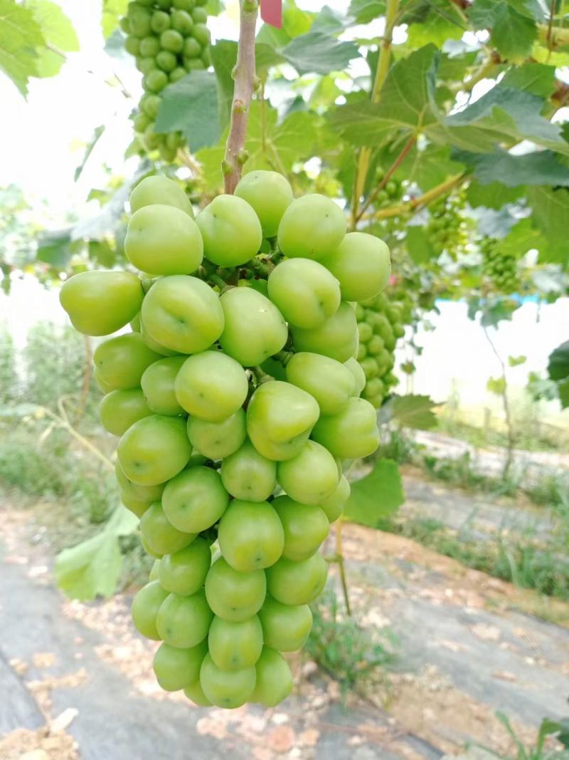 阳光玫瑰