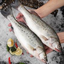 新鲜大鲈鱼大海鱼鱼类海产品海鲜水产鲜活冷冻生鲜鲜鱼速冻食