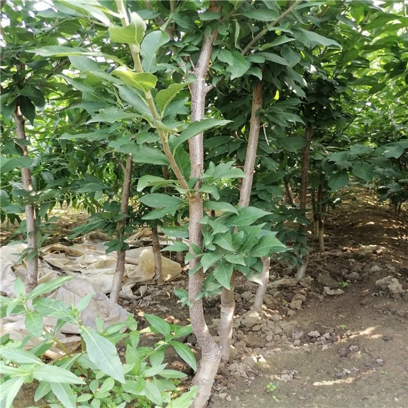 李子苗，泰安李子苗批发价格，品种李子苗质优价廉