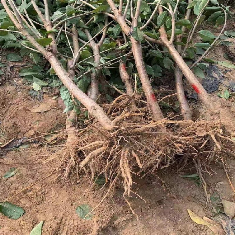 李子苗，泰安李子苗批发价格，品种李子苗质优价廉