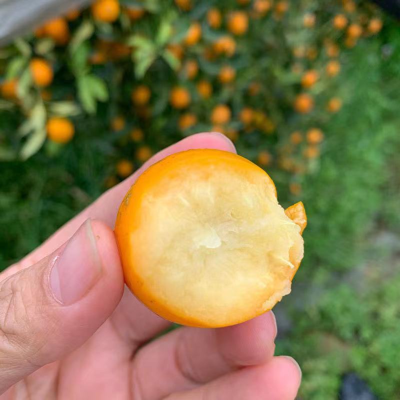 桂林脆皮金桔一件代发，货源充足周期长，电商平台微商