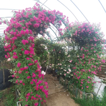 藤本月季欧月爬藤月季欧洲月拱门花廊爬墙头均可