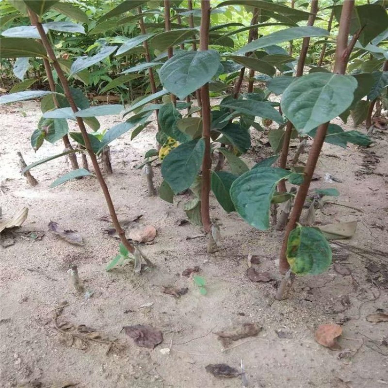 嫁接柿子苗，泰安柿子苗价格，品种柿子树苗批发价格