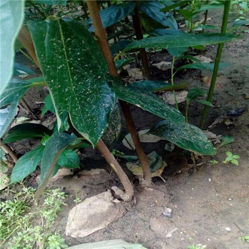 嫁接柿子苗，泰安柿子苗价格，品种柿子树苗批发价格