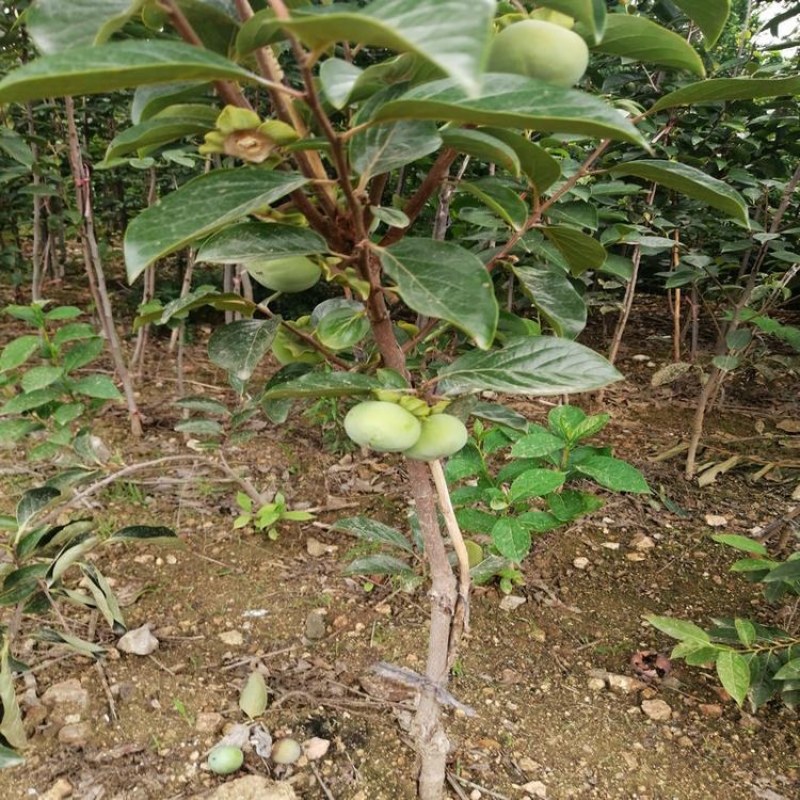 嫁接柿子苗，泰安柿子苗价格，品种柿子树苗批发价格