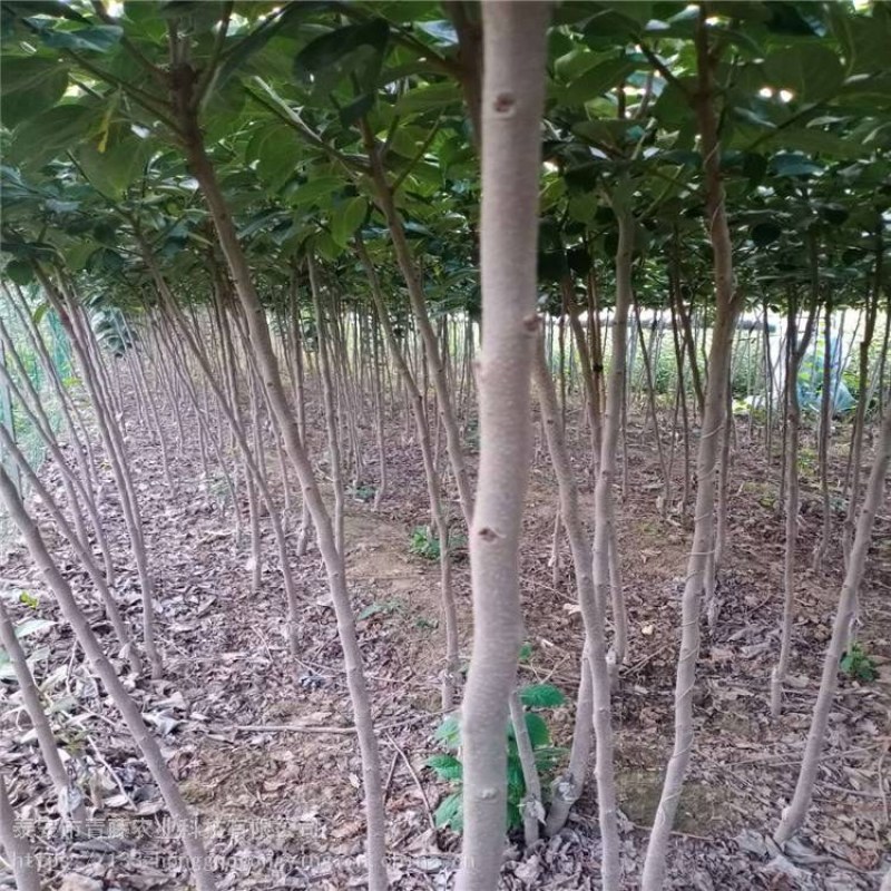 嫁接柿子苗，泰安柿子苗价格，品种柿子树苗批发价格