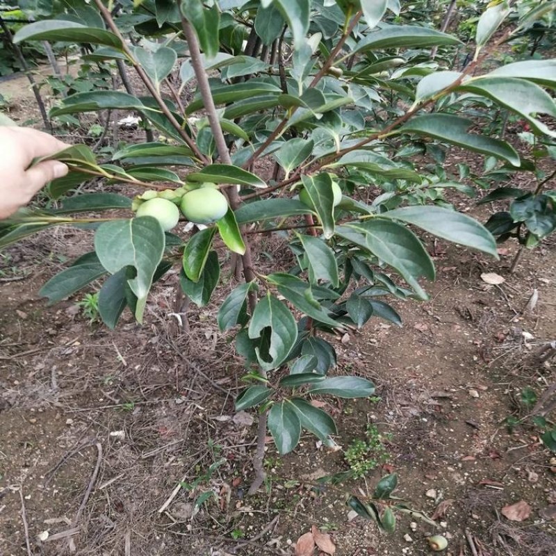 柿子，柿子苗，嫁接柿子树苗批发，青藤农业
