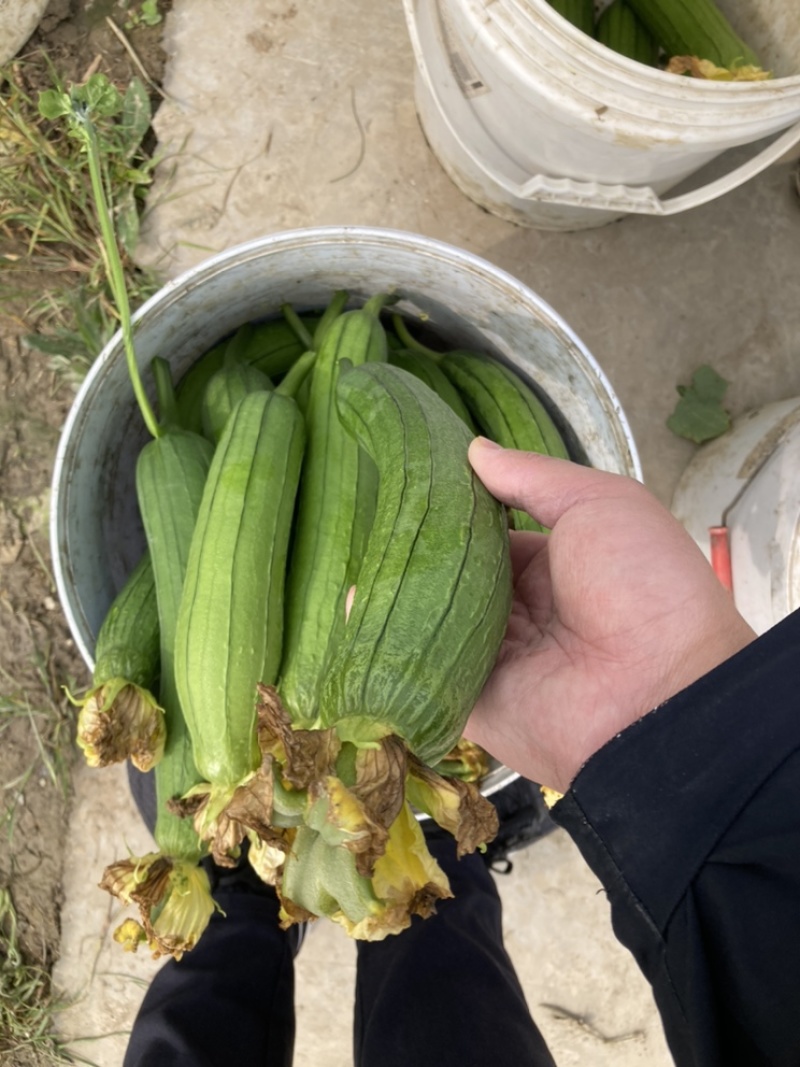 肉丝瓜