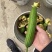 肉丝瓜