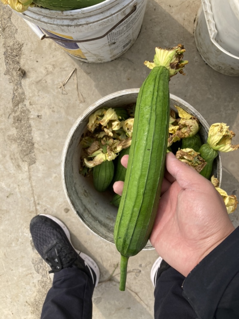 肉丝瓜
