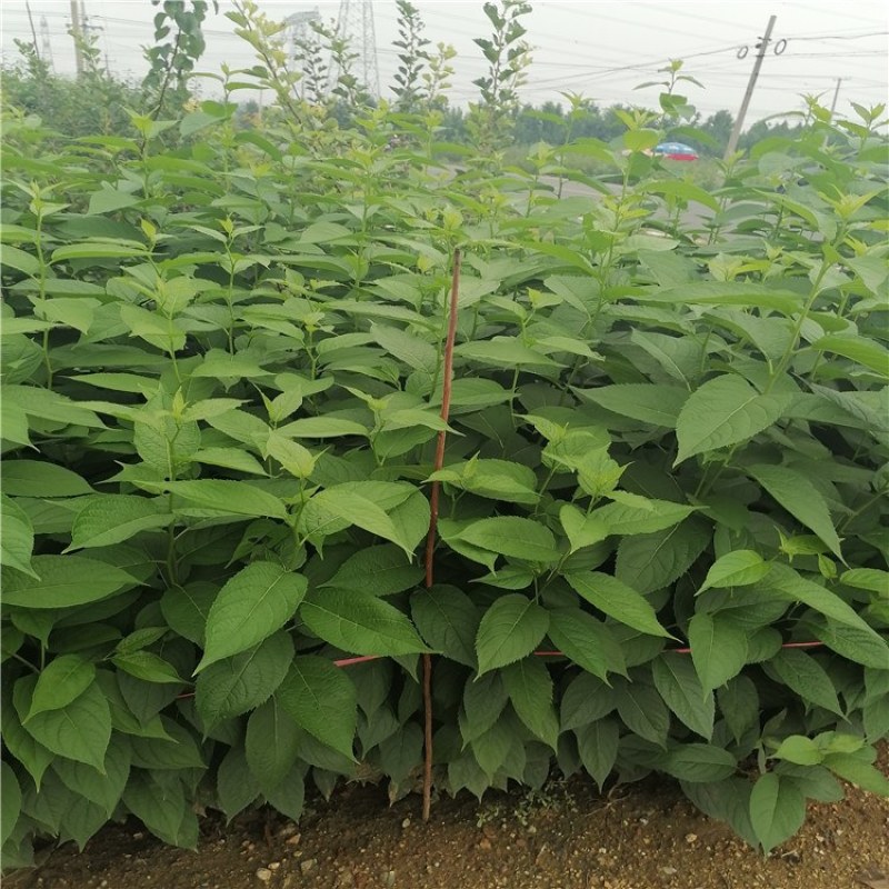 核桃，核桃苗，核桃树成品苗，青藤农业核桃苗