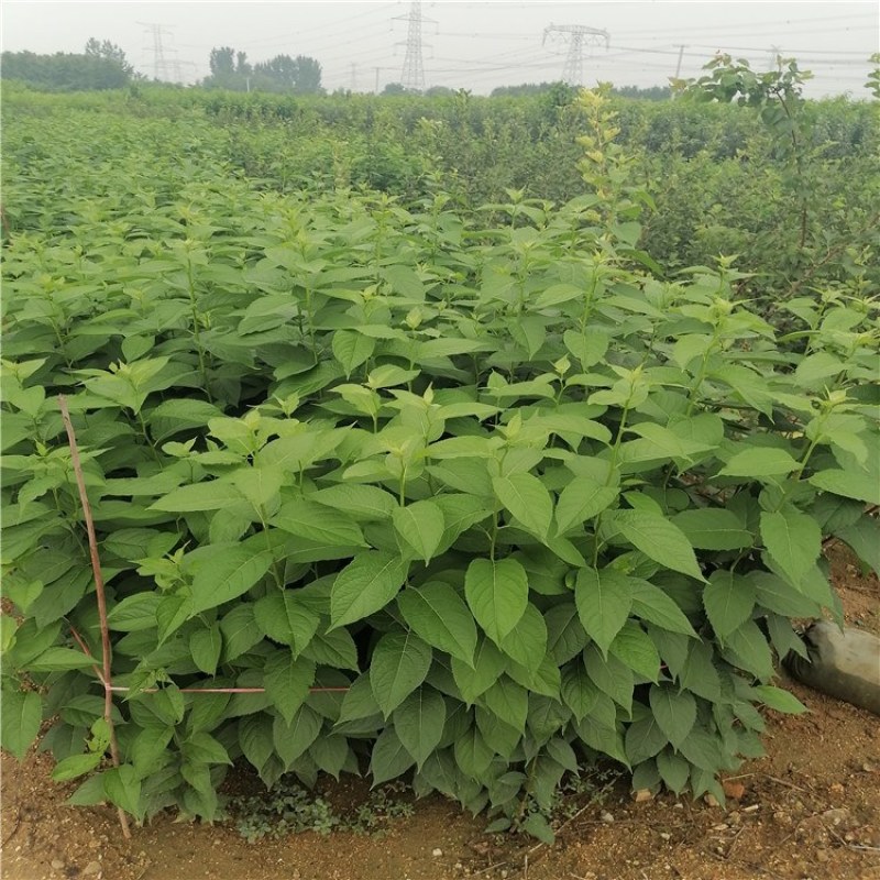 核桃，核桃苗，核桃树成品苗，青藤农业核桃苗