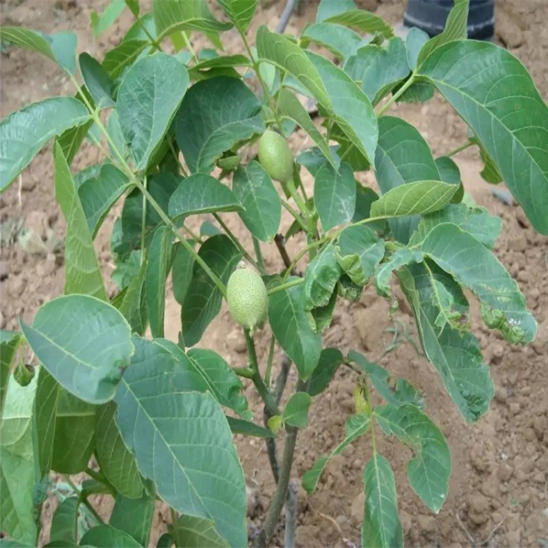 核桃，核桃苗，核桃树成品苗，青藤农业核桃苗
