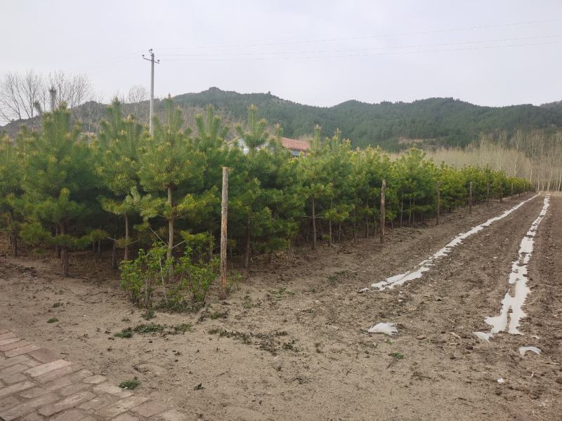 樟子松