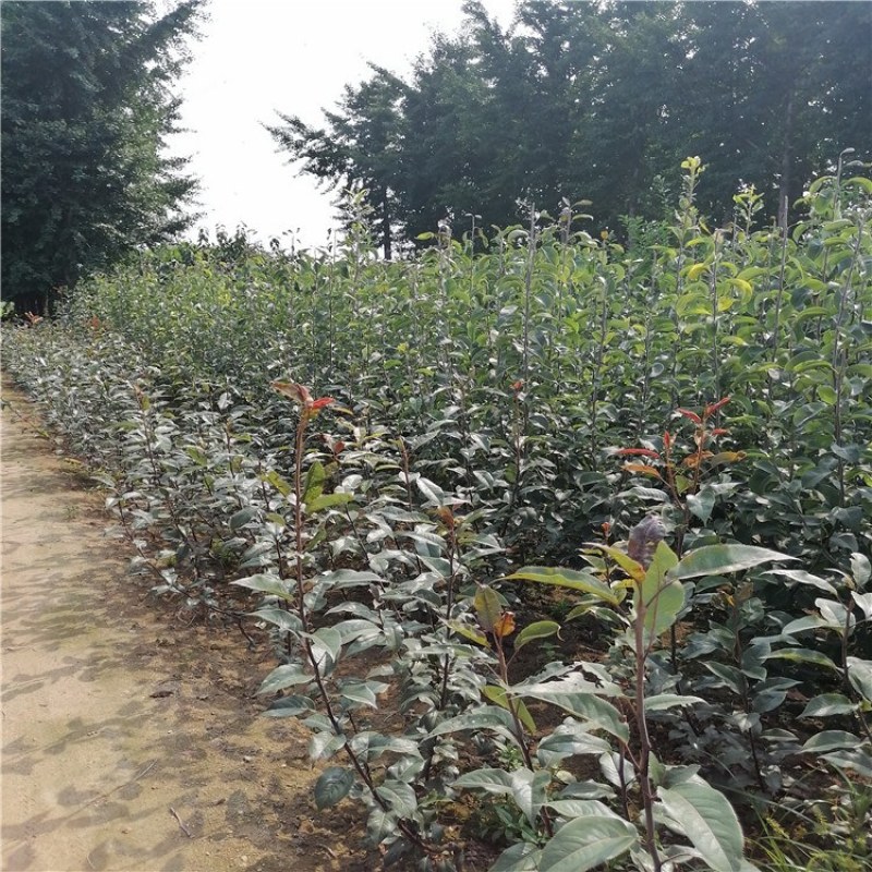梨苗，梨树成苗，泰安梨树成品苗，各品种梨苗批发
