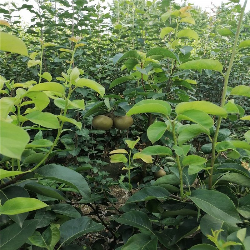 梨苗，梨树成苗，泰安梨树成品苗，各品种梨苗批发