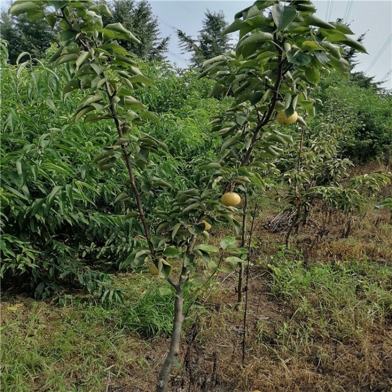 梨苗，梨树成苗，泰安梨树成品苗，各品种梨苗批发