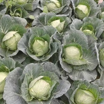 铁头甘蓝菜大量上市。